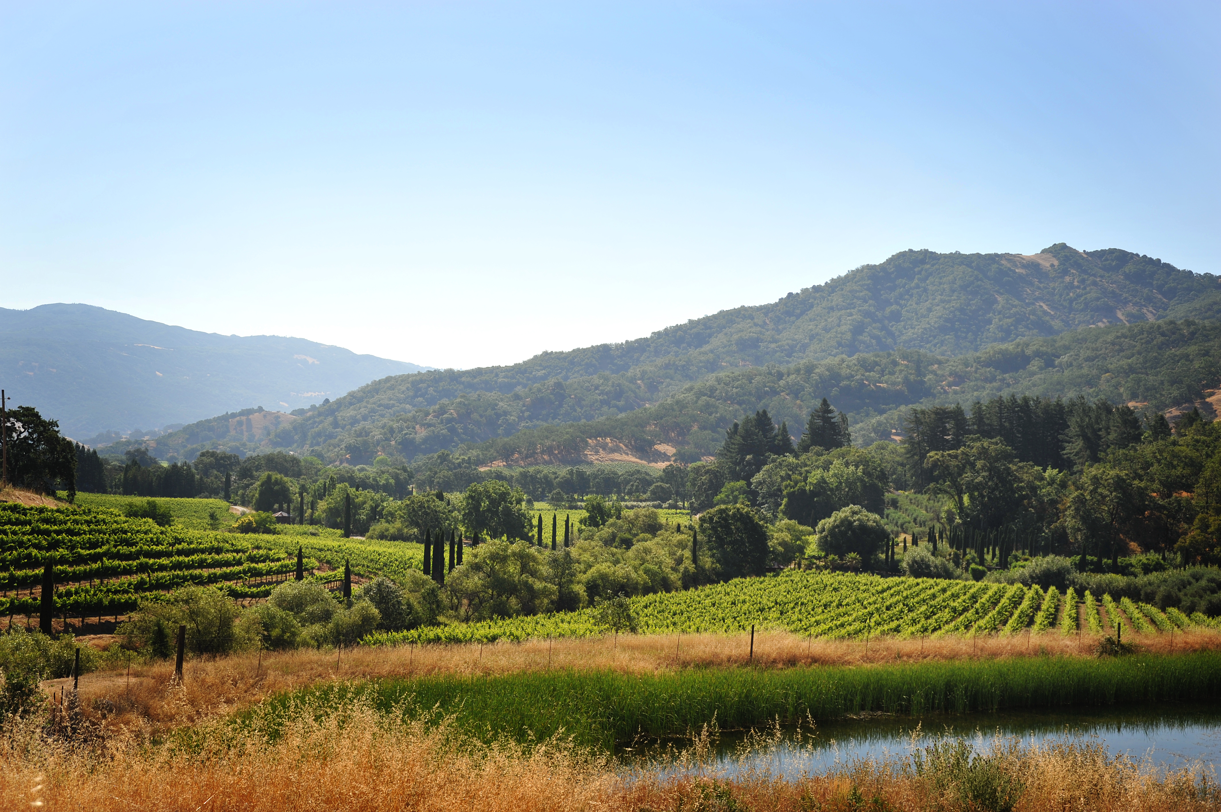 McNab Ridge vineyard