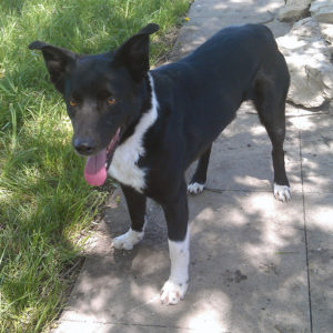 Young McNab dog.