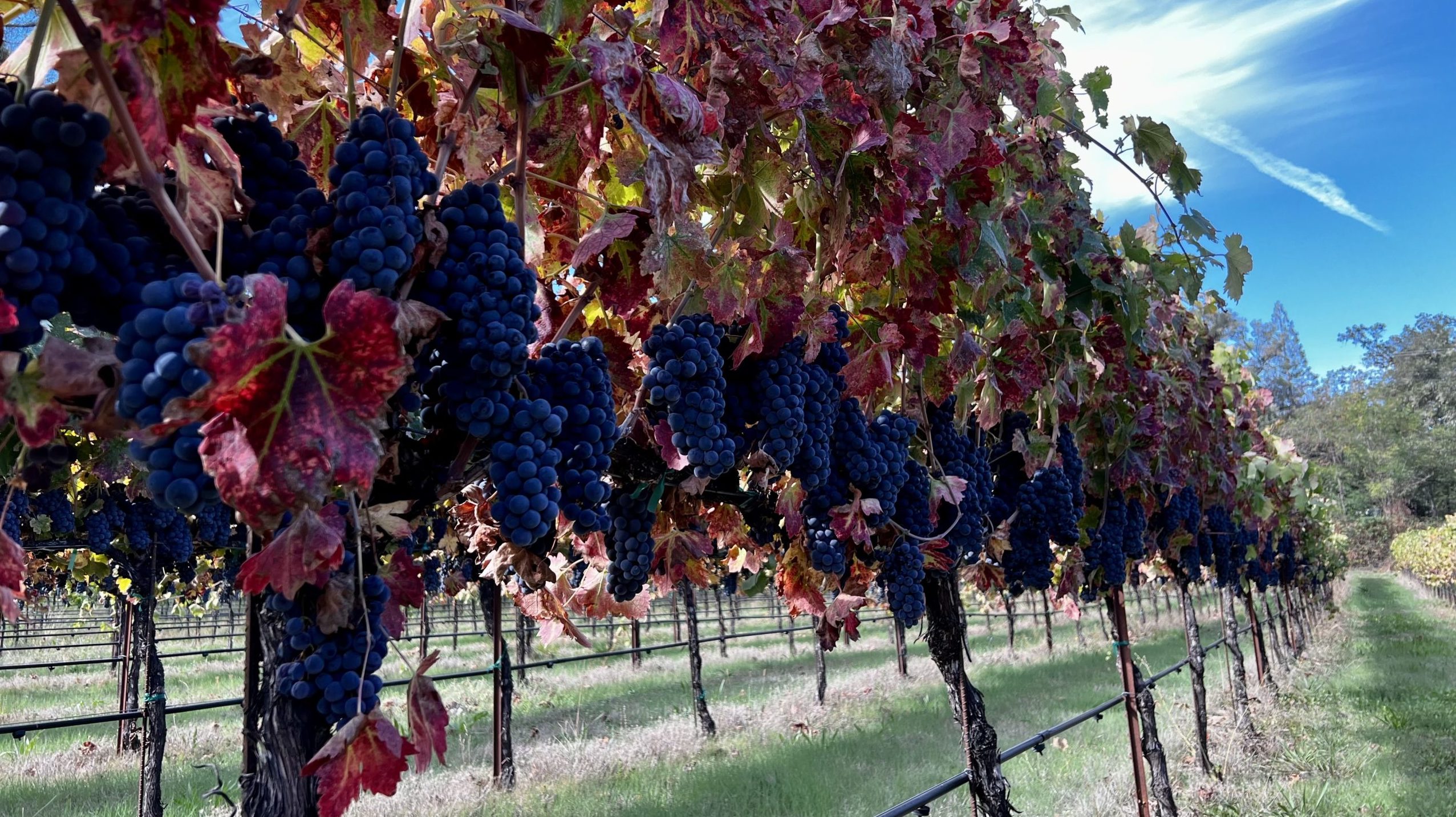 Baroni Primitivo Vines