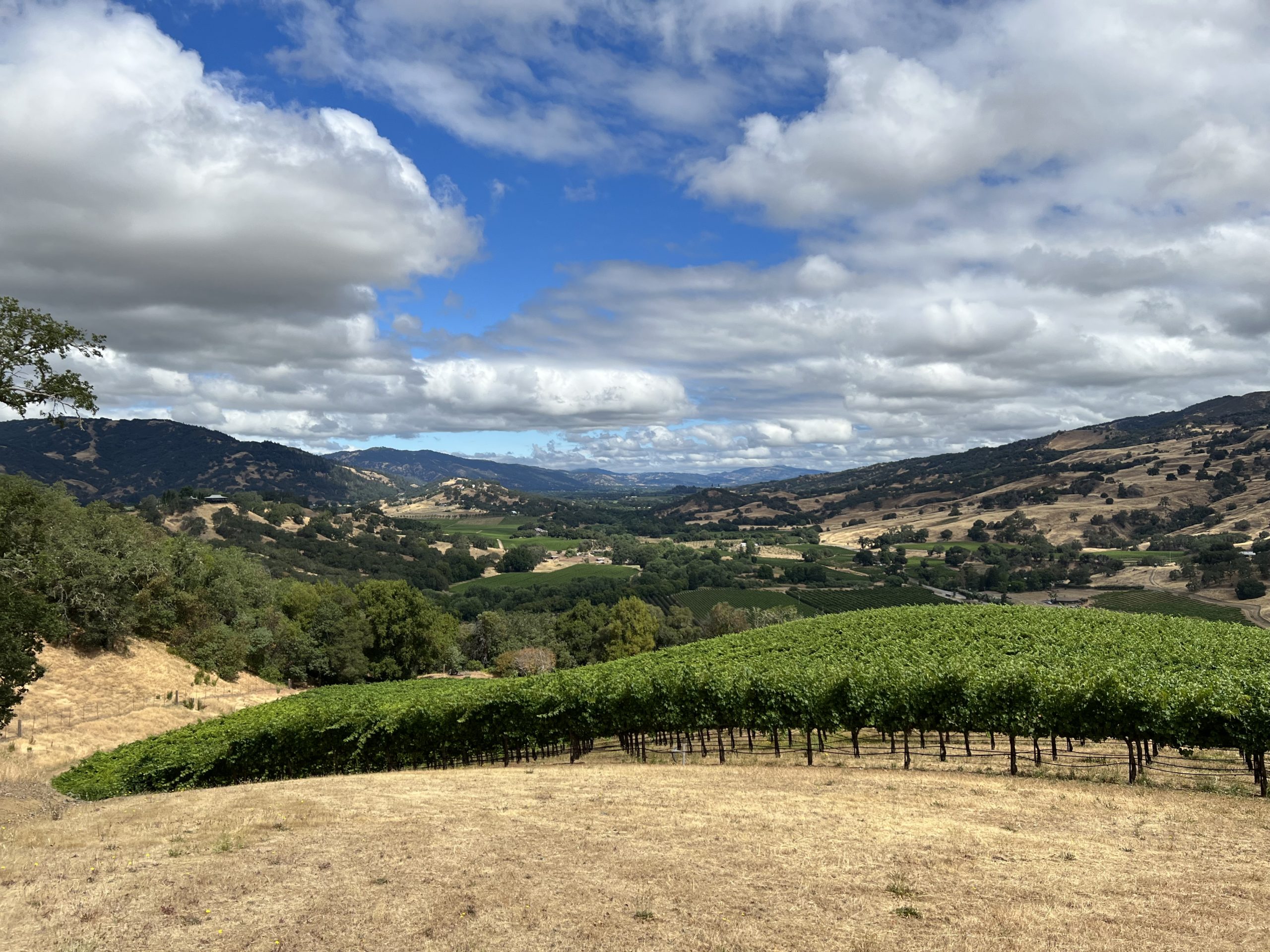 Vineyard Partners - McNab Ridge Winery