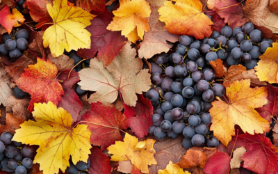McNab Ridge Annual Blending and Harvest Party